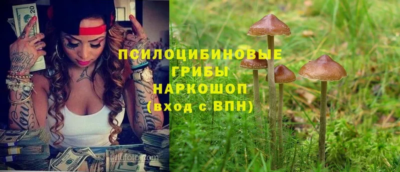 кракен ТОР  наркошоп  Партизанск  Псилоцибиновые грибы Psilocybine cubensis 